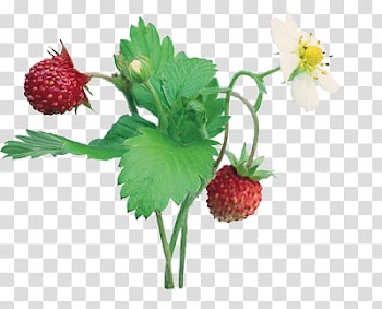 Fruits P, two red strawberry fruits and white petal flower transparent background PNG clipart