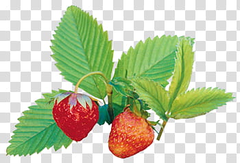 Fruits P, two red strawberry fruits transparent background PNG clipart
