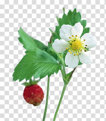 Fruits P, white flower transparent background PNG clipart