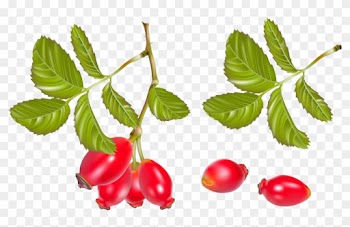 Fruits - Rose Hip Illustration