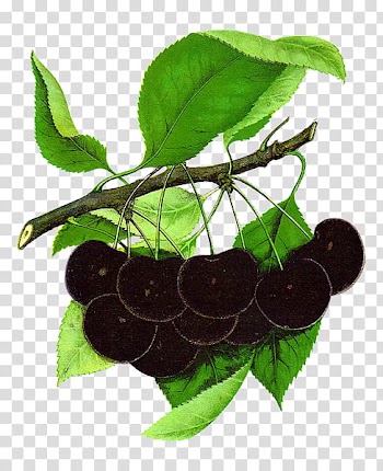 Fruits s, blackberry illustration transparent background PNG clipart