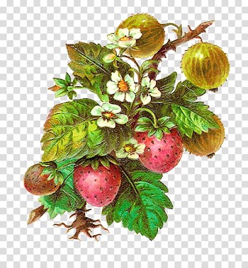 Fruits s, red strawberries transparent background PNG clipart
