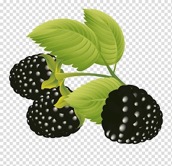 Frutti di bosco Fruit Blackberry , raspberry transparent background PNG clipart