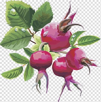 Frutti di bosco Fruit Euclidean , Pomegranate Fruit transparent background PNG clipart
