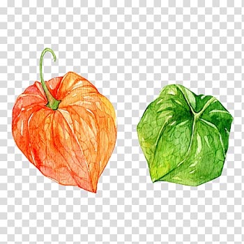 Frutti di bosco Vegetarian cuisine Peruvian groundcherry, Berries watercolor material transparent background PNG clipart
