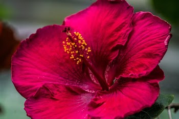 Fuchsia Blossom Closeup