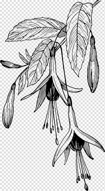 Fuchsia Drawing Flower , fuchsia frame transparent background PNG clipart