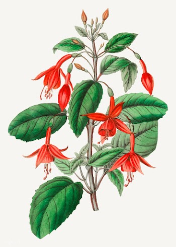 Fuchsia flower | Free stock vector - 559031