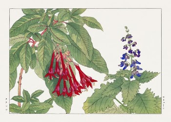 Fuchsia flower, Japanese woodblock art | Free Photo Illustration - rawpixel