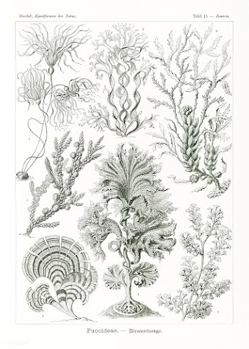 Fucoideae&ndash;Brauntange from Kunstformen der Natur (1904) by Ernst .. | Free public domain illustration - 2272231