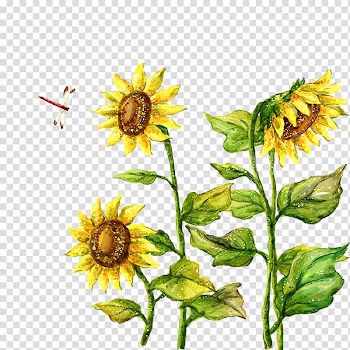 Fukei Drawing Illustration, sunflower transparent background PNG clipart