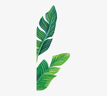 Full Banana Leaf Png Download - Banana Leaves Clipart Transparent ...