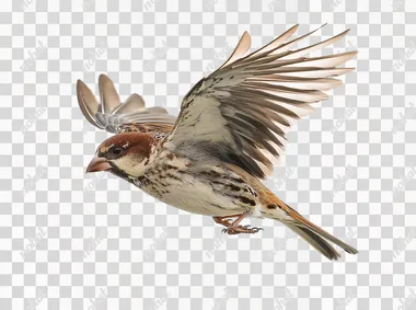 Full Body View of a Flying Bird Captured in Stunning Detail Full Body View of a Flying Bird Captured in Stunning Detail