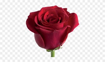 Full Definition - Garden Roses