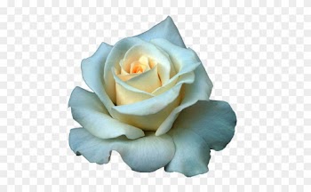 Full Grown White Rose Png - Transparent Background White Rose