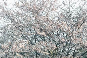 Full Large Cherry Blossom Tree