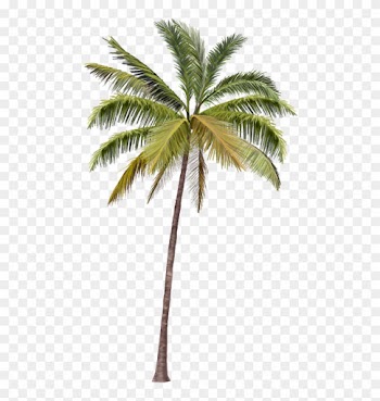 Full Rec, - Hand Coconut Tree