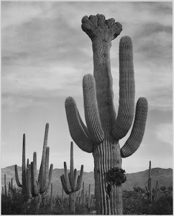 Full view of cactus with others | Free Photo - rawpixel
