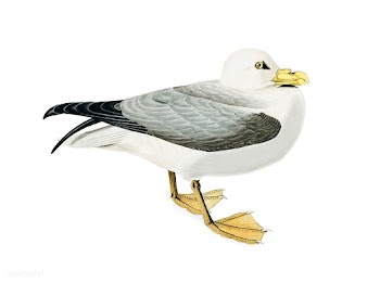 Fulmar Petrel illustration | Free stock vector - 457858