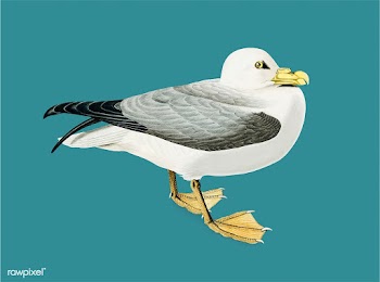 Fulmar Petrel illustration | Free stock vector - 457863