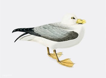 Fulmar Petrel illustration | Free stock vector - 457923