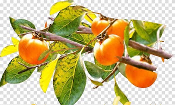 Fundal Template , persimmon transparent background PNG clipart
