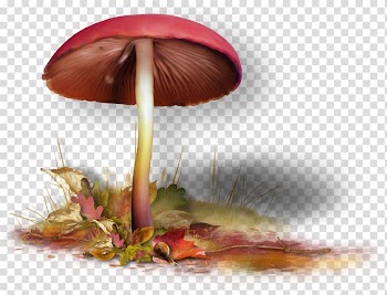 Fungus Blog , mushroom transparent background PNG clipart