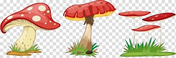 Fungus Cartoon Mushroom, mushroom transparent background PNG clipart