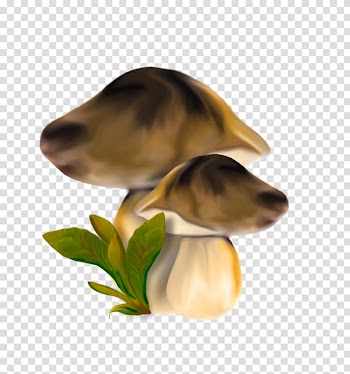 Fungus Edible mushroom Biology Marasmius oreades, mushroom transparent background PNG clipart
