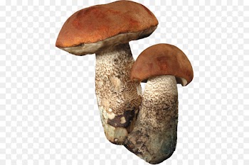 Fungus Edible mushroom Boletus edulis Clip art - Large mushroom colorful buckle-free material 