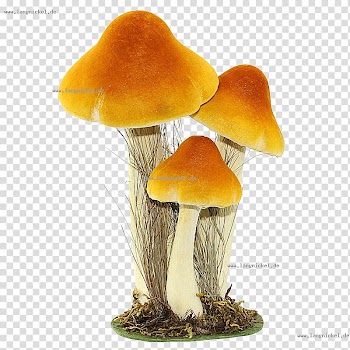 Fungus Edible mushroom Yellow Orange Centimeter, transparent background PNG clipart