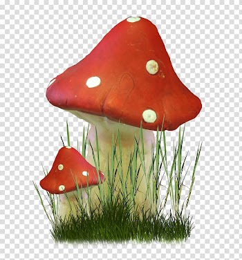 Fungus Mushroom Herbaceous plant , mushroom transparent background PNG clipart