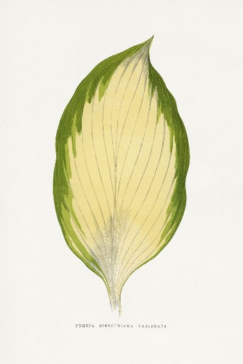 Funkia Sieboldiana Variegata leaf illustration | Free Photo Illustration - rawpixel