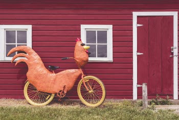 Funny Chicken Bike Free Photo 