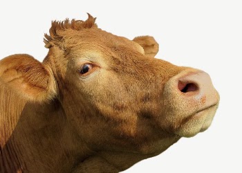 Funny cow face collage element, | Free PSD - rawpixel