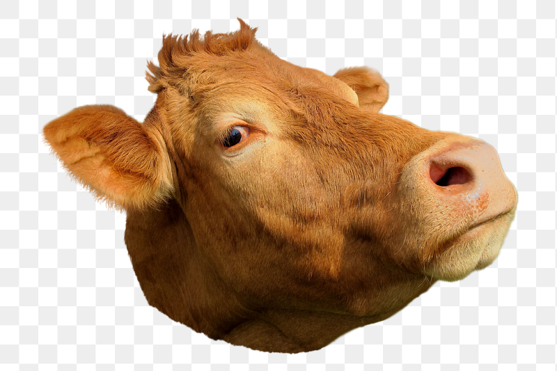 Funny cow face png sticker, | Free PNG - rawpixel