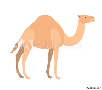 Funny cute dromedary camel isolated on white background