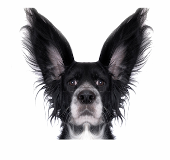 Funny Dog Png Transparent Background - Stupid Dog White Background ...