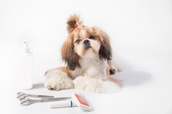 Funny fluffy Shih-tzu puppy girl - isolated on white