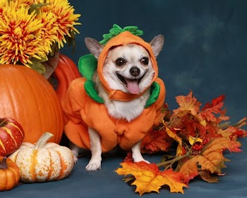 Funny little Chihuahua dressed up as a pumpkin for Halloween