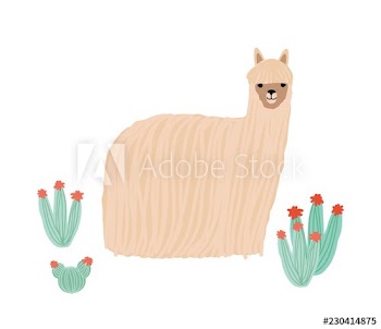 Funny long-haired alpaca isolated on white background