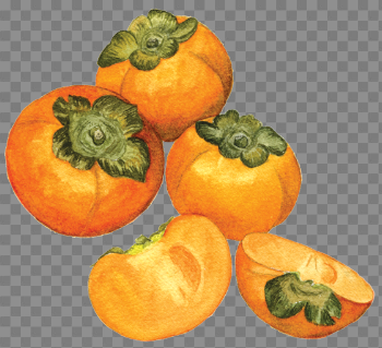 Fuyu Persimmons Free PNG Image