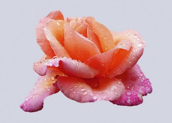Fyvie Castle rose, wet flower | Free PSD - rawpixel