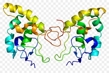FZD8 Frizzled Protein Gene Function -  