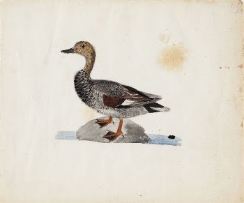 Gadwall, 1830 - 1831, by Ferdinand | Free Photo - rawpixel