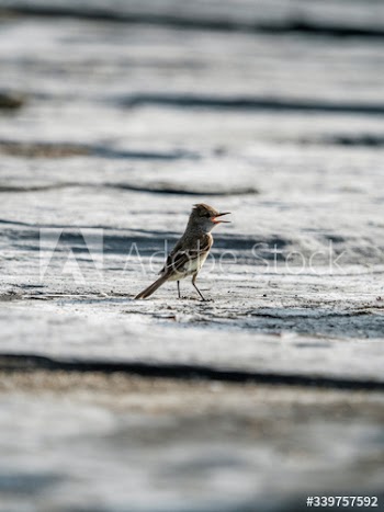 Gal√°pagos flycatcher bird