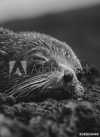 Gal√°pagos fur seal
