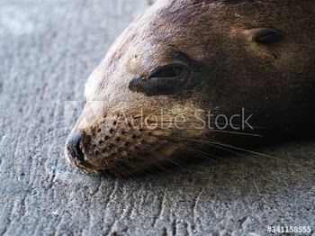 Gal√°pagos sea lion