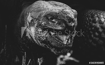 Gal√°pagos Tortoise close up