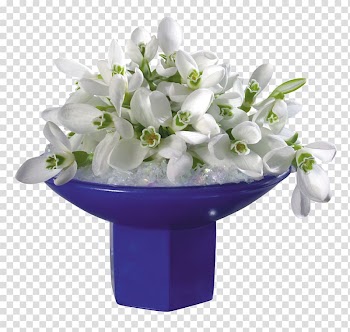 Galanthus woronowii Flower Jasmine White Rose, snowdrop transparent background PNG clipart